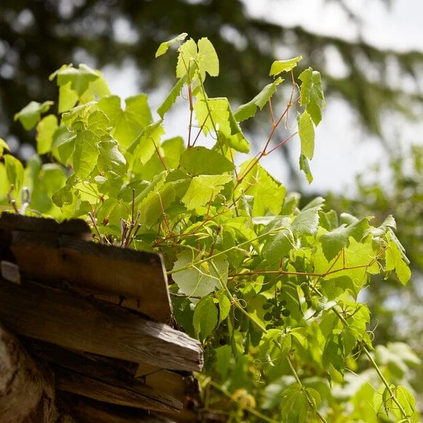 'Perlette' Grape Vine 4 'Perlette' Grape Vine - Image 2