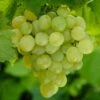 'Perlette' Grape Vine 2 'Perlette' Grape Vine -Soft Fruit Paradise FRU0491 2