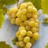 'Muscat Of Alexandria' Grape Vine -Soft Fruit Paradise FRU0492 1