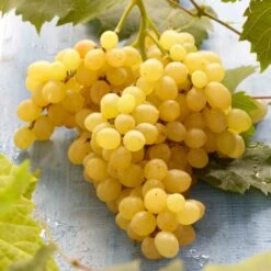 'Muscat Of Alexandria' Grape Vine -Soft Fruit Paradise FRU0492 3