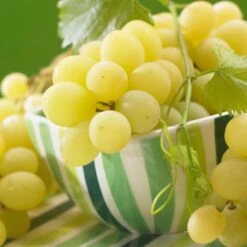 'Muscat Of Alexandria' Grape Vine -Soft Fruit Paradise FRU0492 3 1