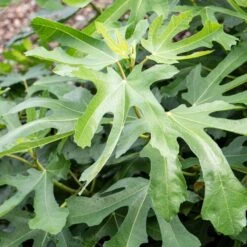 'Little Miss Figgy' Patio Fig Tree 9 'Little Miss Figgy' Patio Fig Tree -Soft Fruit Paradise FRU0502 2