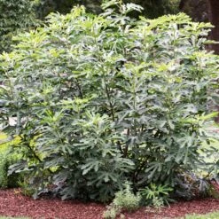 'Little Miss Figgy' Patio Fig Tree 10 'Little Miss Figgy' Patio Fig Tree -Soft Fruit Paradise FRU0502 3