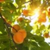 'Alfred' Apricot Tree 1 'Alfred' Apricot Tree -Soft Fruit Paradise FRU0514 1