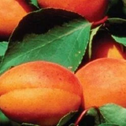 'Alfred' Apricot Tree -Soft Fruit Paradise FRU0514 3