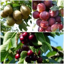 Mini Orchard Collection | Cherry, Pear & Plum Trees