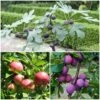 3 Super Easy To Grow Fruit Trees | Apple, Fig & Plum -Soft Fruit Paradise FRUCOL10 1