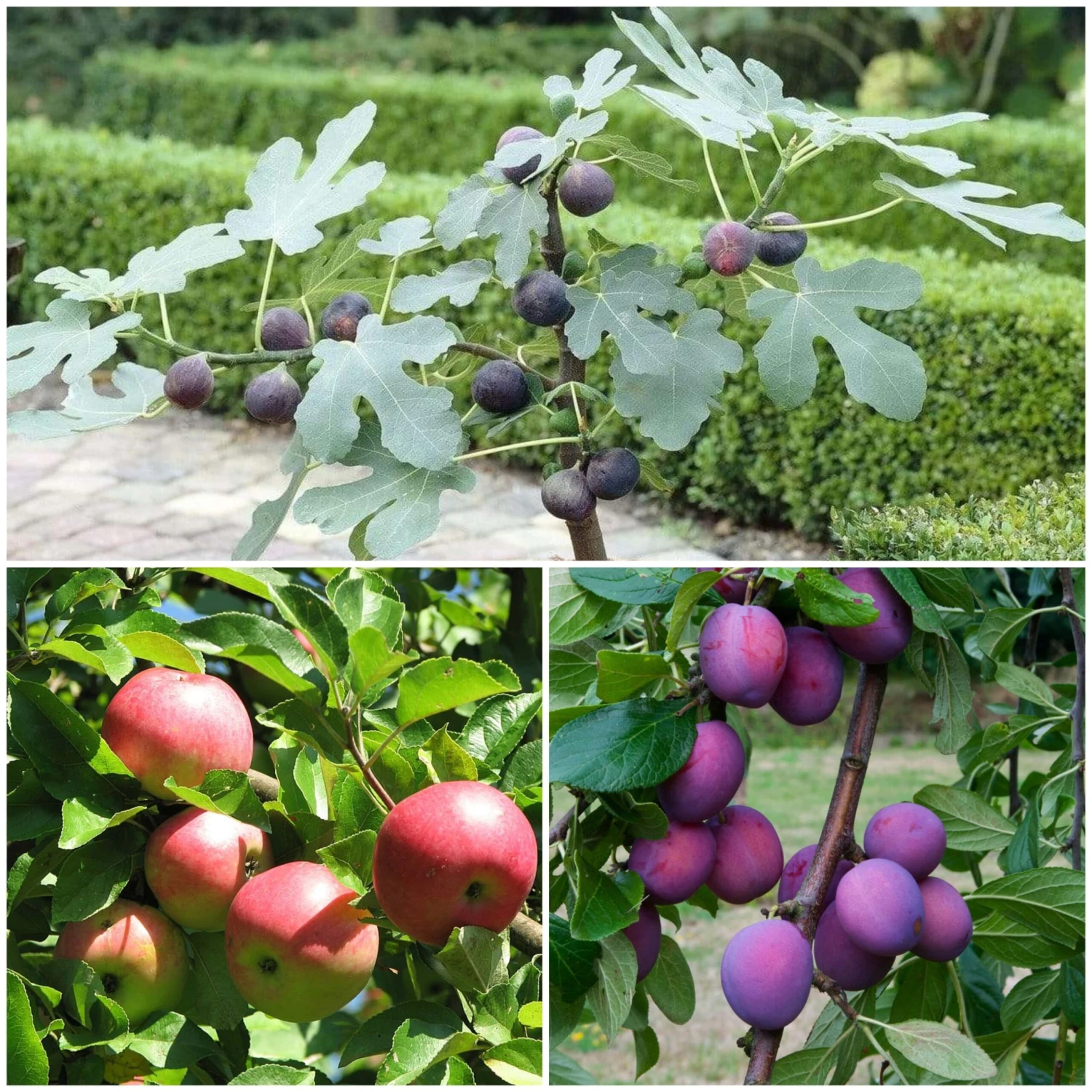 3 Super Easy To Grow Fruit Trees | Apple, Fig & Plum 3 3 Super Easy To Grow Fruit Trees | Apple, Fig & Plum