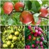 The 3 Top Performing Fruit Trees To Grow In The UK | Apple, Pear & Plum 1 The 3 Top Performing Fruit Trees To Grow In The UK | Apple, Pear & Plum -Soft Fruit Paradise FRUCOL11 1