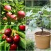 The 3 Best Fruit Trees For Small Gardens | Apple, Cherry & Fig 1 The 3 Best Fruit Trees For Small Gardens | Apple, Cherry & Fig -Soft Fruit Paradise FRUCOL12newmain