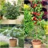 The 3 Best Fruits To Grow In Pots | Nectarine, Fig & Blueberry 1 The 3 Best Fruits To Grow In Pots | Nectarine, Fig & Blueberry -Soft Fruit Paradise FRUCOL13 newmain1