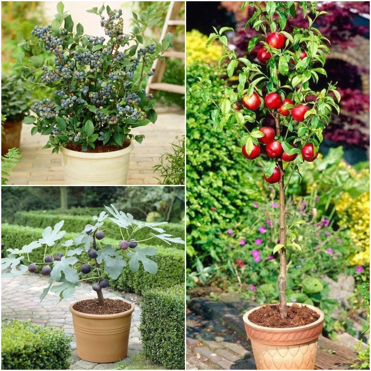 The 3 Best Fruits To Grow In Pots | Nectarine, Fig & Blueberry 3 The 3 Best Fruits To Grow In Pots | Nectarine, Fig & Blueberry