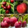 Mini Orchard Collection | Apple, Cherry & Plum 1 Mini Orchard Collection | Apple, Cherry & Plum -Soft Fruit Paradise FRUCOL2 1