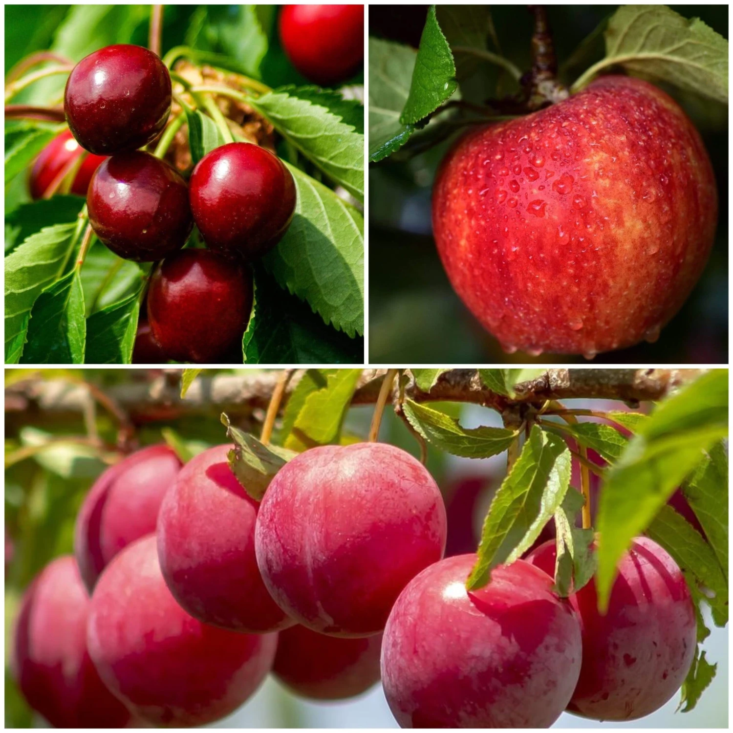 Mini Orchard Collection | Apple, Cherry & Plum 3 Mini Orchard Collection | Apple, Cherry & Plum