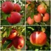 Endless Apples Collection | Scrumptious, Braeburn Hillwell, James Grieve & Red Windsor 2 Endless Apples Collection | Scrumptious, Braeburn Hillwell, James Grieve & Red Windsor -Soft Fruit Paradise FRUCOL3 1