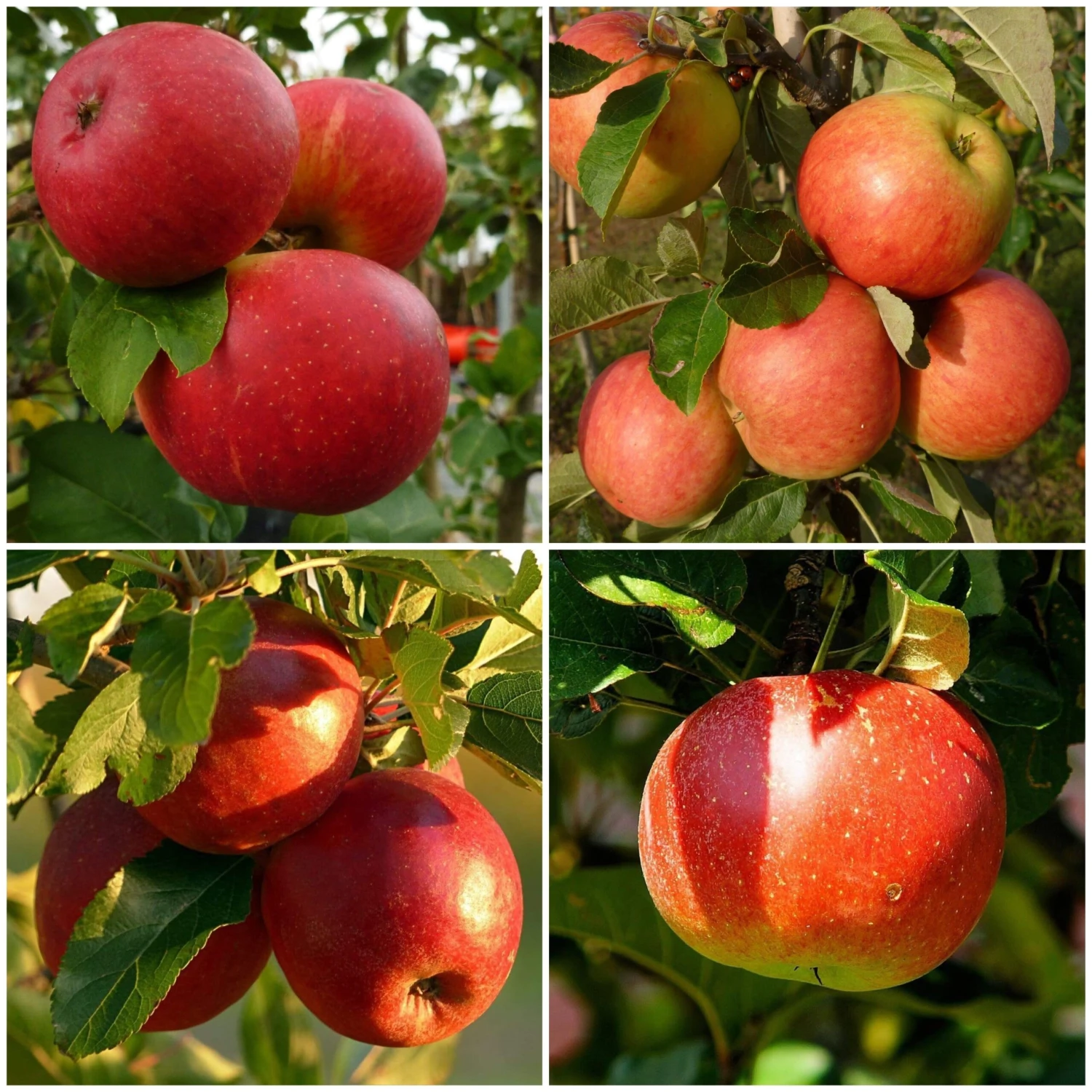 Endless Apples Collection | Scrumptious, Braeburn Hillwell, James Grieve & Red Windsor 3 Endless Apples Collection | Scrumptious, Braeburn Hillwell, James Grieve & Red Windsor
