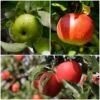 Cross-Pollinating Apple Collection | Bramley, Gala & Discovery 2 Cross-Pollinating Apple Collection | Bramley, Gala & Discovery -Soft Fruit Paradise FRUCOL5 1