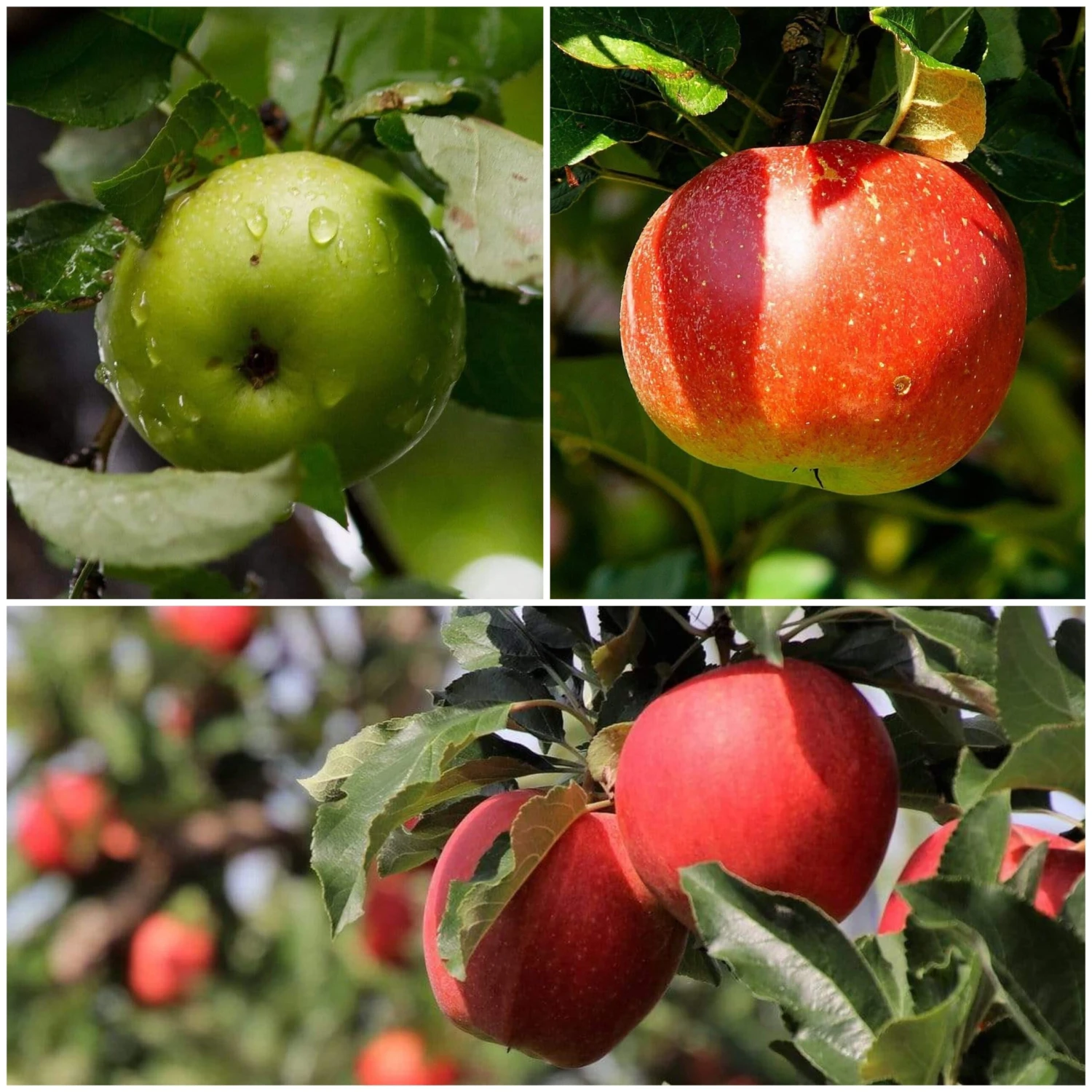 Cross-Pollinating Apple Collection | Bramley, Gala & Discovery 3 Cross-Pollinating Apple Collection | Bramley, Gala & Discovery