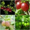 Complete Gooseberry Collection | Red, White & Green -Soft Fruit Paradise FRUCOL6 1