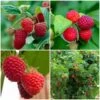 Award Winning Raspberry Canes | Growers' Choice 1 Award Winning Raspberry Canes | Growers' Choice -Soft Fruit Paradise FRUCOL7 1