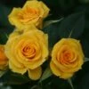 'Flower Power Gold' Patio Shrub Rose 1 'Flower Power Gold' Patio Shrub Rose -Soft Fruit Paradise Flower Power Gold a 0507a550 61f1 46e0 b977 2e44f8d966c8