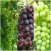 Full Season Grape Vines Collection -Soft Fruit Paradise FullSeasonGrapes ba003ba1 628c 46a1 8168 b6e690c30510