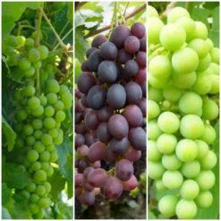 Full Season Grape Vines Collection