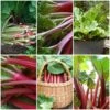 Full Season Rhubarb Collection -Soft Fruit Paradise FullSeasonRhubarb e9b1ded6 987b 48b1 a38e f4cd44653105