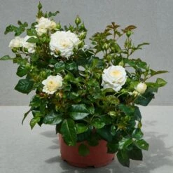 'Patio Hit Georgia' Patio Shrub Rose 7 'Patio Hit Georgia' Patio Shrub Rose -Soft Fruit Paradise Georgia Hit PatioHit Poulpah120 N 2