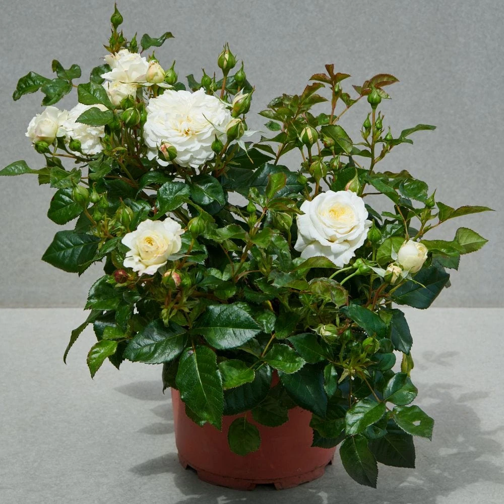 'Patio Hit Georgia' Patio Shrub Rose 4 'Patio Hit Georgia' Patio Shrub Rose - Image 2