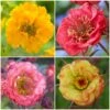 Geums Are Forever Collection 2 Geums Are Forever Collection -Soft Fruit Paradise Geum collage a82ec2d7 b9d4 4495 ad64 2b52433ec195