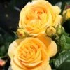 'Global Beauty (Candlelight)' Hybrid Tea Rose 2 'Global Beauty (Candlelight)' Hybrid Tea Rose -Soft Fruit Paradise Global Beauty 1