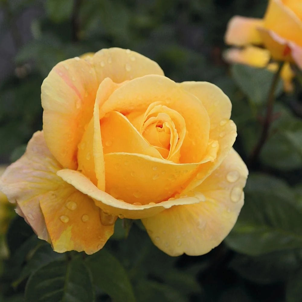 'Global Beauty (Candlelight)' Hybrid Tea Rose 4 'Global Beauty (Candlelight)' Hybrid Tea Rose - Image 2