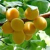Golden Glow Apricot Tree 2 Golden Glow Apricot Tree -Soft Fruit Paradise GoldenGlow 1