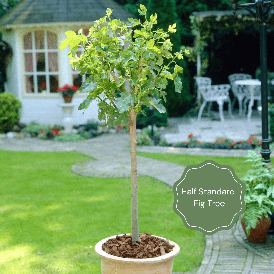 UK Hardy Fig Tree | 'Brown Turkey' 4 UK Hardy Fig Tree | 'Brown Turkey' - Image 2