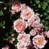 'Happy Retirement' Shrub Rose 1 'Happy Retirement' Shrub Rose -Soft Fruit Paradise Happy Retirement