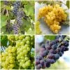 Heritage Grape Vines Collection 2 Heritage Grape Vines Collection -Soft Fruit Paradise HeritageGrapes 7ffefc5a 885c 436b 838a 8f64b698ad3a
