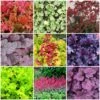 The All Year Round Heuchera Collection 1 The All Year Round Heuchera Collection -Soft Fruit Paradise Heuchera collage 985115b0 6ec9 401b 845f 453a327300c9