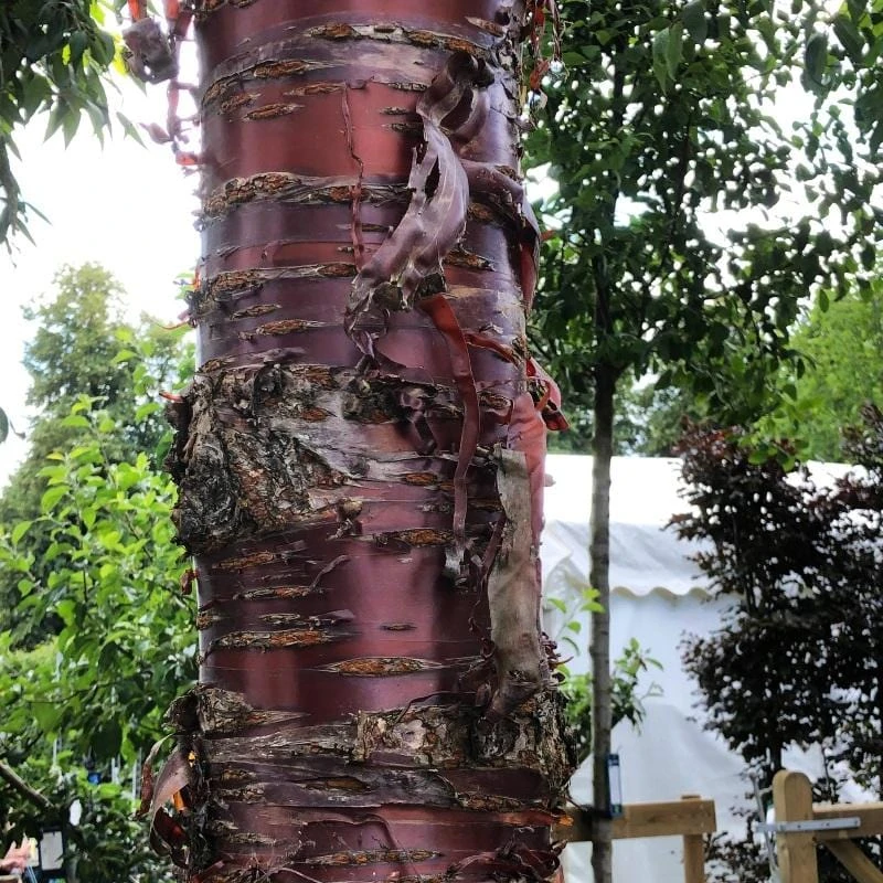 Single Stem Tibetan Cherry Tree | Prunus Serrula 5 Single Stem Tibetan Cherry Tree | Prunus Serrula - Image 3