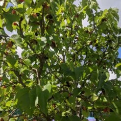 Repsime Mulberry Tree 11 Repsime Mulberry Tree -Soft Fruit Paradise IMG 20200726 121446