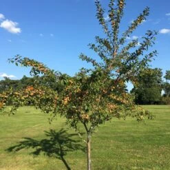Mirabelle De Nancy Plum Tree -Soft Fruit Paradise IMG 4716