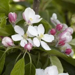 James Grieve Apple Tree | Dwarf Rootstock -Soft Fruit Paradise JamesGrieveappleblossom