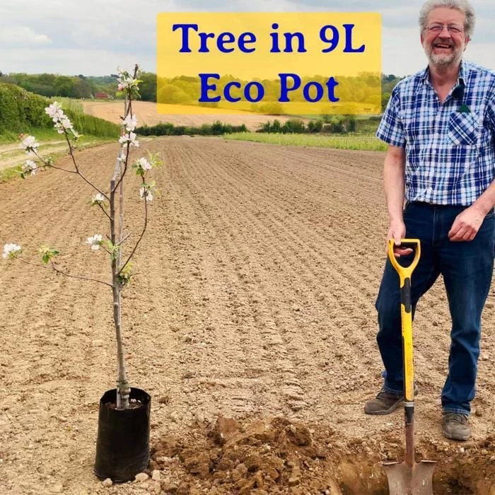 Early Moorpark Apricot Tree 5 Early Moorpark Apricot Tree - Image 3