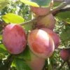 Jubilee Plum Tree -Soft Fruit Paradise Jubilee 1