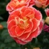 'Airbrush' Floribunda Rose 1 'Airbrush' Floribunda Rose -Soft Fruit Paradise KORgetcali Airbrush 898818cd a684 451b abe5 5c4e86dff508