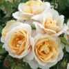 'Champagne Moment' Floribunda Rose