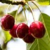 'Karina' Cherry Tree 1 'Karina' Cherry Tree -Soft Fruit Paradise Karina 1
