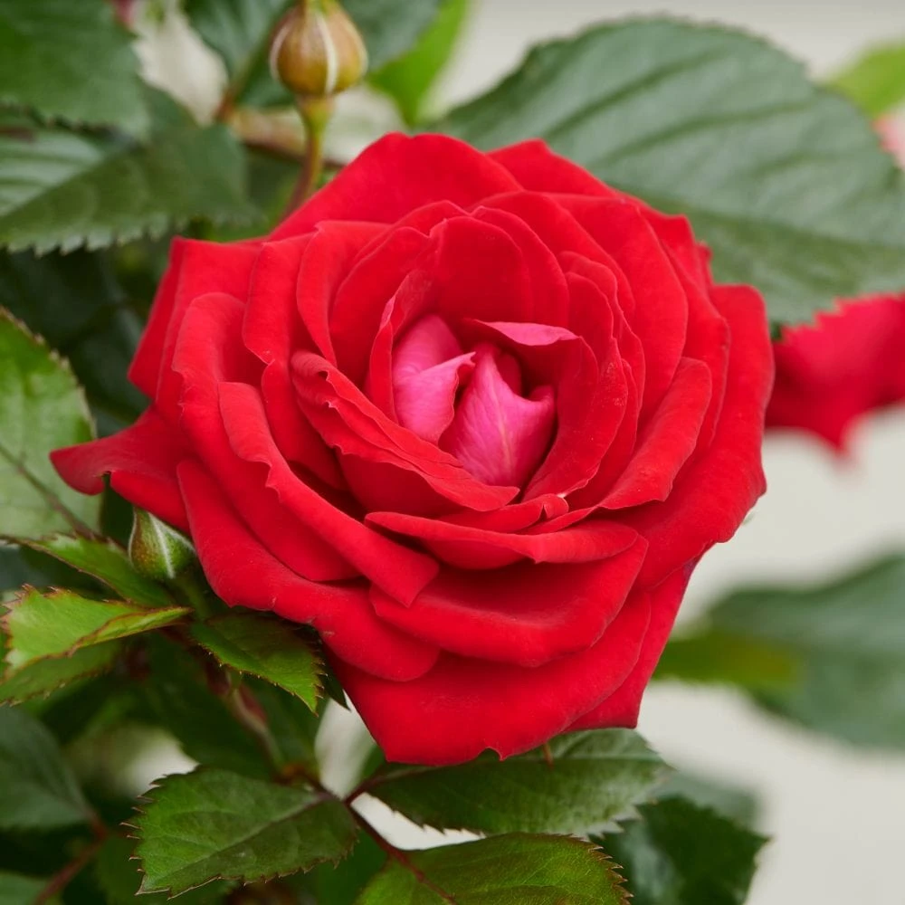 'Parade Karla' Patio Shrub Rose 3 'Parade Karla' Patio Shrub Rose