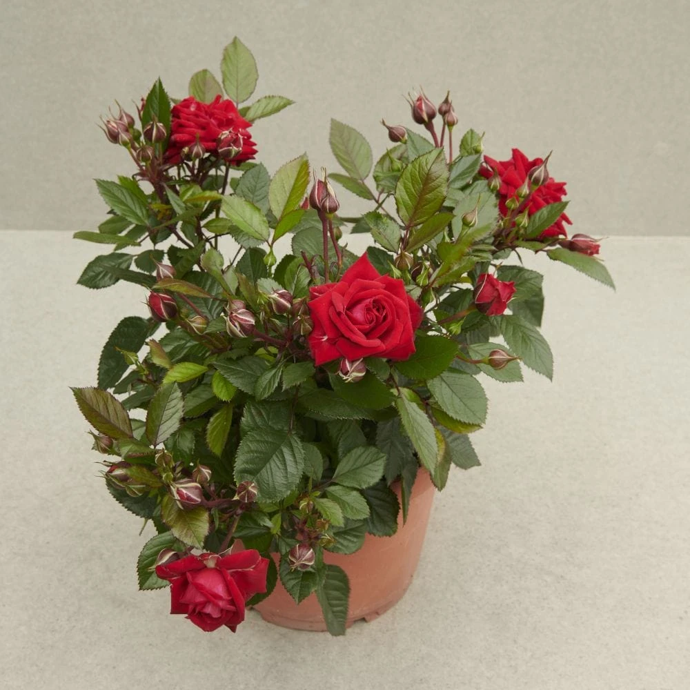 'Parade Karla' Patio Shrub Rose 4 'Parade Karla' Patio Shrub Rose - Image 2