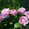 'Lavender Ice' Patio Shrub Rose 2 'Lavender Ice' Patio Shrub Rose -Soft Fruit Paradise Lavender Ice 4 1